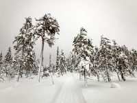 Riisitunturi National Park